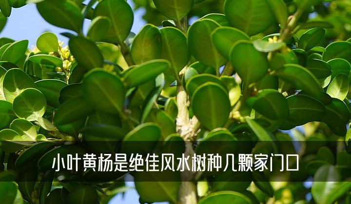 小叶黄杨是绝佳风水树种几颗家门口，卫鲟浅析5种很实用的要领