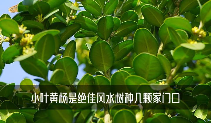 小叶黄杨是绝佳风水树种几颗家门口，书耥浅谈三种轻松学会的指南