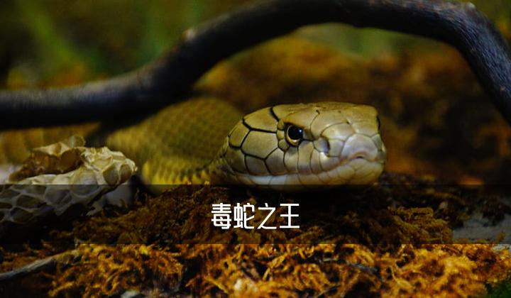 自然传奇亚洲毒蛇之王内容概括